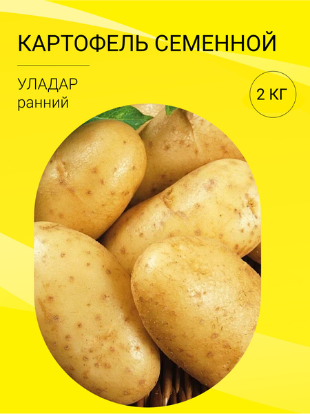 Картофель картофель на посадку 2 кг - купить по выгодным ценам в ...