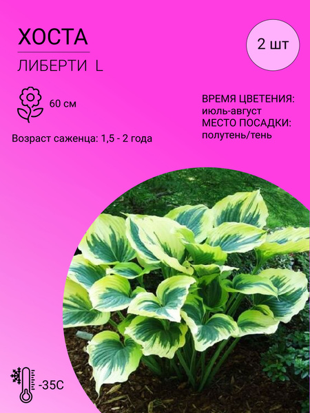 Хосты 2 шт Хосты - купить по выгодным ценам в интернет-магазине OZON ...