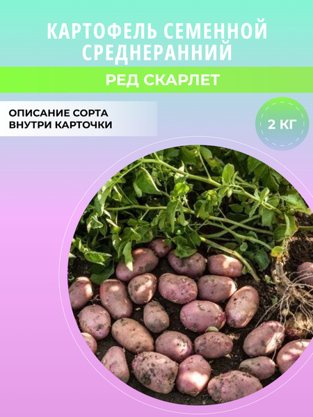 Клубни Картофель купить по выгодной цене в интернет-магазине OZON ...