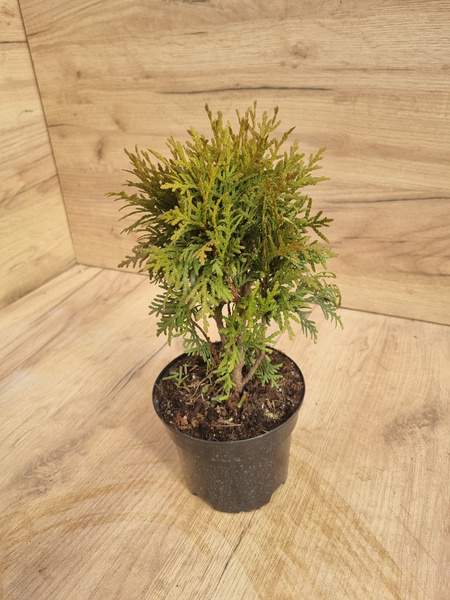 Туя западная Даника Danica С1 2шт - купить с доставкой по выгодным ...