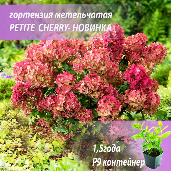 Петит Чери Гортензия метельчатая Новинка купить на OZON по низкой цене ...