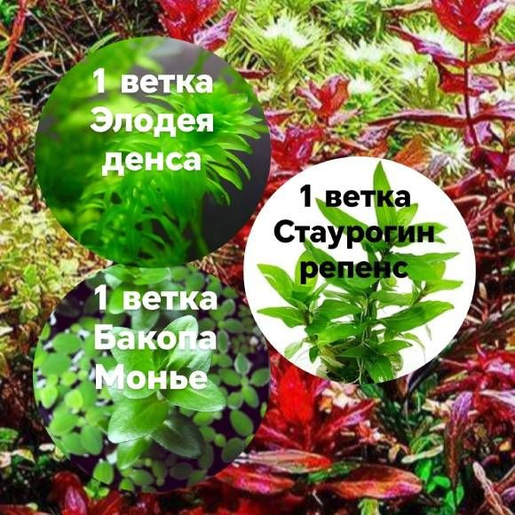 Набор растений (Элодея денса+Стаурогин+Бакопа монье). Живые аквариумные ...