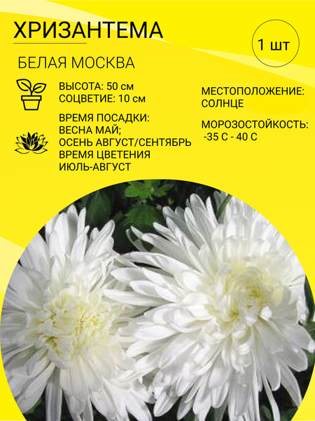 Хризантемы многолетние, Хризантема комнатная Хризантема саженец 1 шт ...