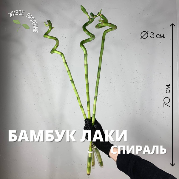 Бамбук, Драцена Plants Bel House Бамбук Лаки спираль h-70, 3 дм, 3 шт ...