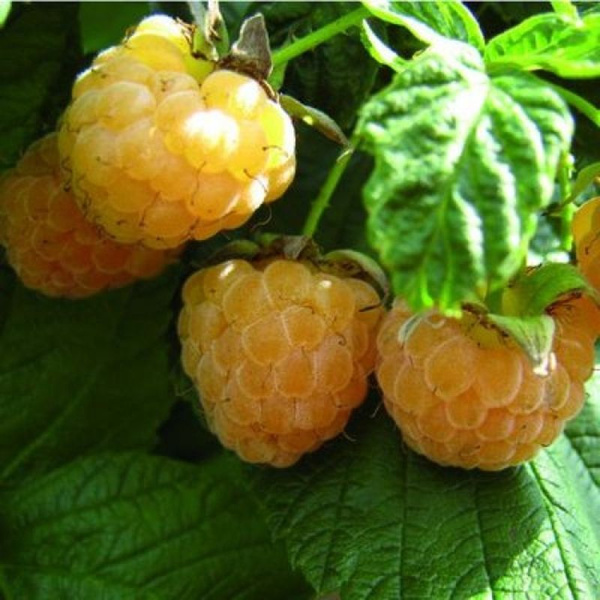 Малина желтоплодная Беглянка - купить с доставкой по выгодным ценам в ...