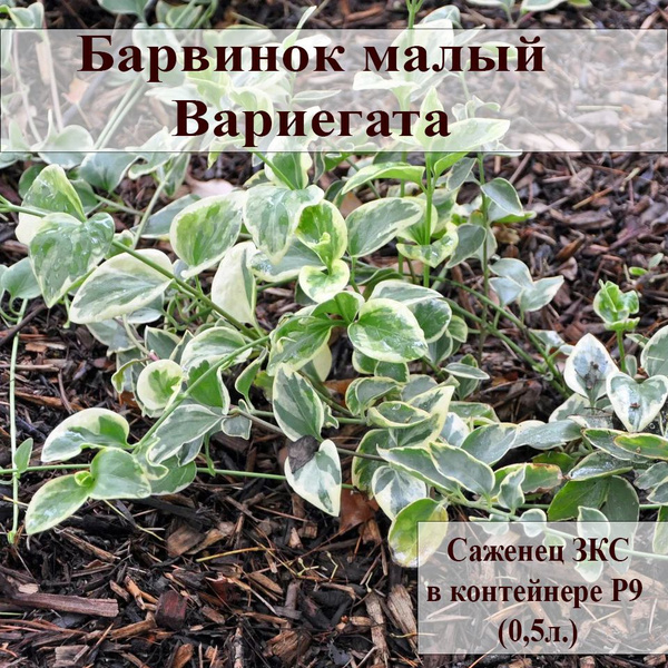 Саженец - Барвинок малый Вариегата (Variegata), многолетнее растение ...