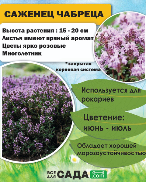 Тимьян - купить с доставкой по выгодным ценам в интернет-магазине OZON ...