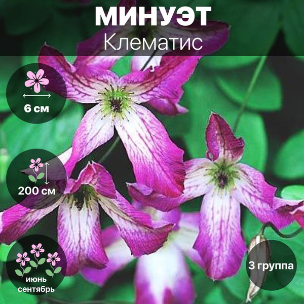 Клубни Клематис, Клематисы COLORLINE купить по выгодной цене в интернет ...