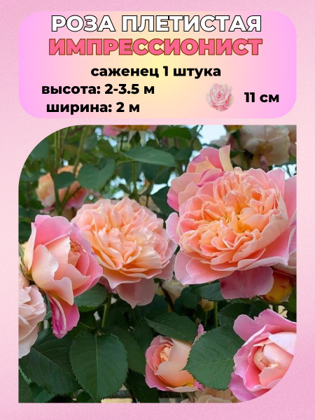 Роза импрессионист плетистая фото и описание Роза Salmon Impressionist купить саженцы в СПб. Садовый центр-питомник "Принцип