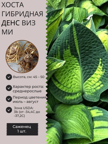Хосты Хосточка1шт - купить по выгодным ценам в интернет-магазине OZON ...