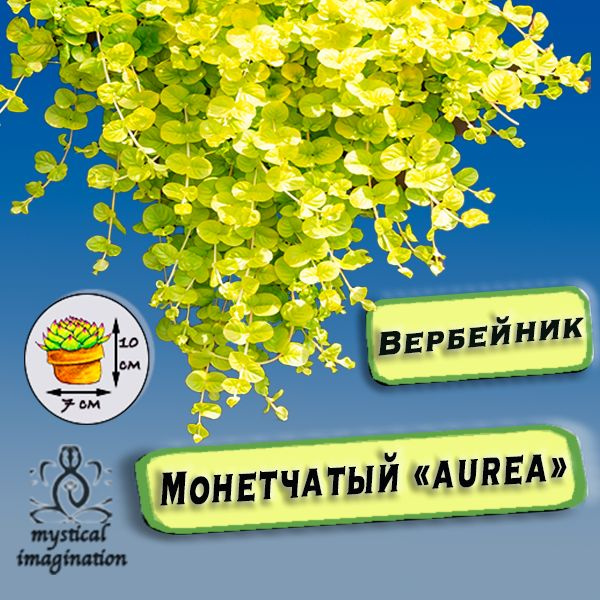 Вербейник монетчатый "Aurea" саженец - купить с доставкой по выгодным ...