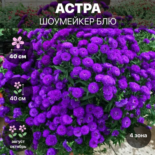 Клубни Астры многолетние COLORLINE купить по выгодной цене в интернет ...