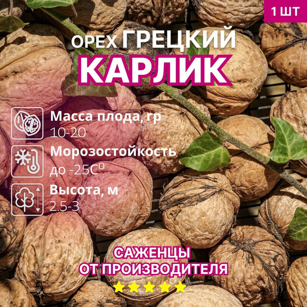 Орех грецкий Карлик купить на OZON по низкой цене (1617031849)