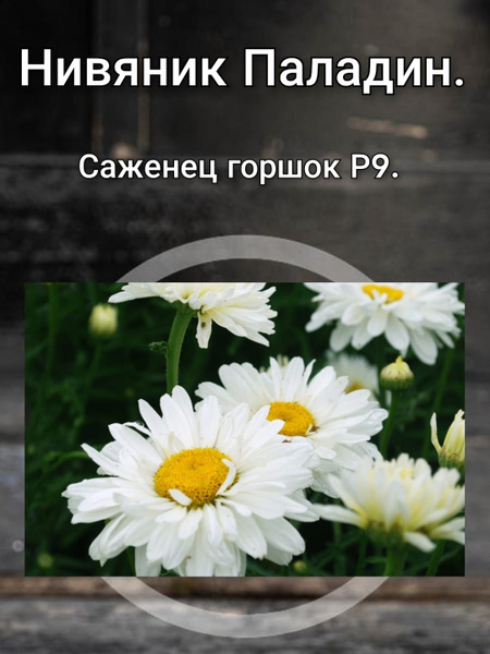 Нивяник Паладин купить на OZON по низкой цене (1634138386)