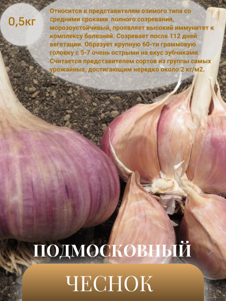 Чеснок чеснок 0,57 - купить по выгодным ценам в интернет-магазине OZON ...