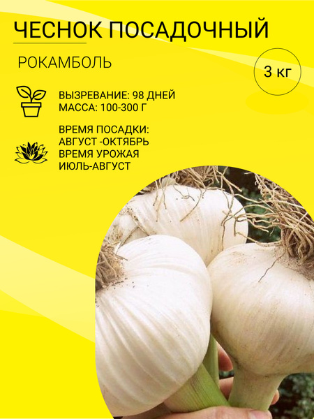 Чеснок Чеснок на посадку 3 кг - купить по выгодным ценам в интернет ...