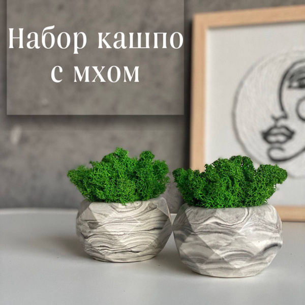 Стабилизированный мох в кашпо- 2шт это декоративные горшки для цветов ...