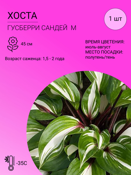 Хосты Хоста 1 шт - купить по выгодным ценам в интернет-магазине OZON ...