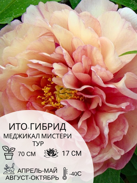 Корень пиона ито-гибрид Меджикал Мистери Тур, многолетние цветы ...