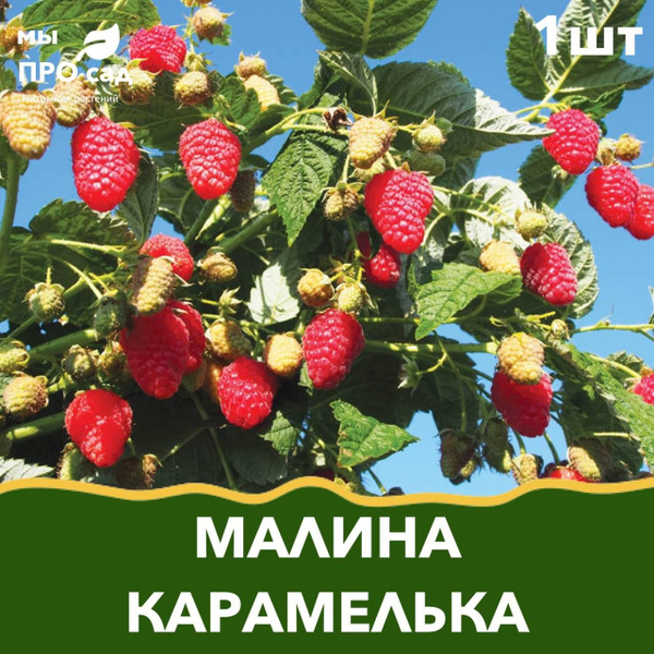 Саженец малины "Карамелька" купить на OZON по низкой цене (1725563554)