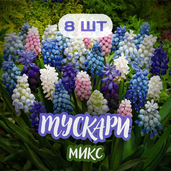 МУСКАРИ 8шт Микс /луковицы/ купить на OZON по низкой цене (1235754159)