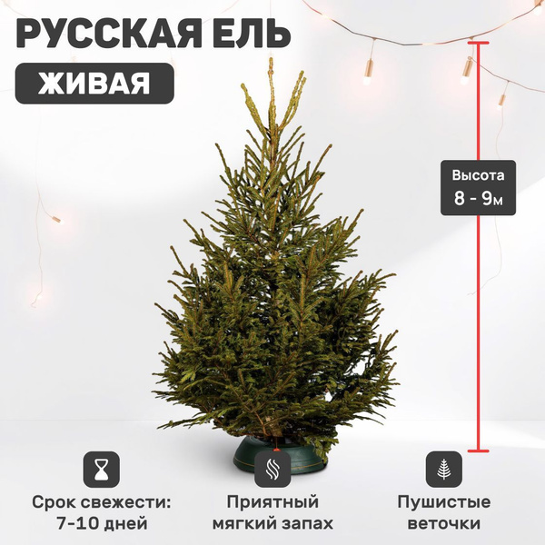 Живая елка Русская срезанная 8 - 9 м купить на OZON по низкой цене ...