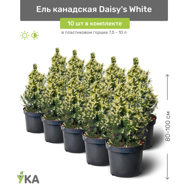 Ель канадская Daisys White (Дейзи Вайт) 80-100 см в пластиковом горшке ...