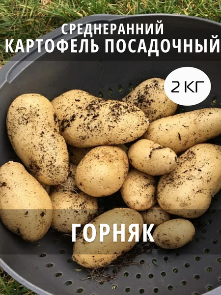 Картофель семенной на посадку Горняк, клубни 2 кг купить на OZON по ...