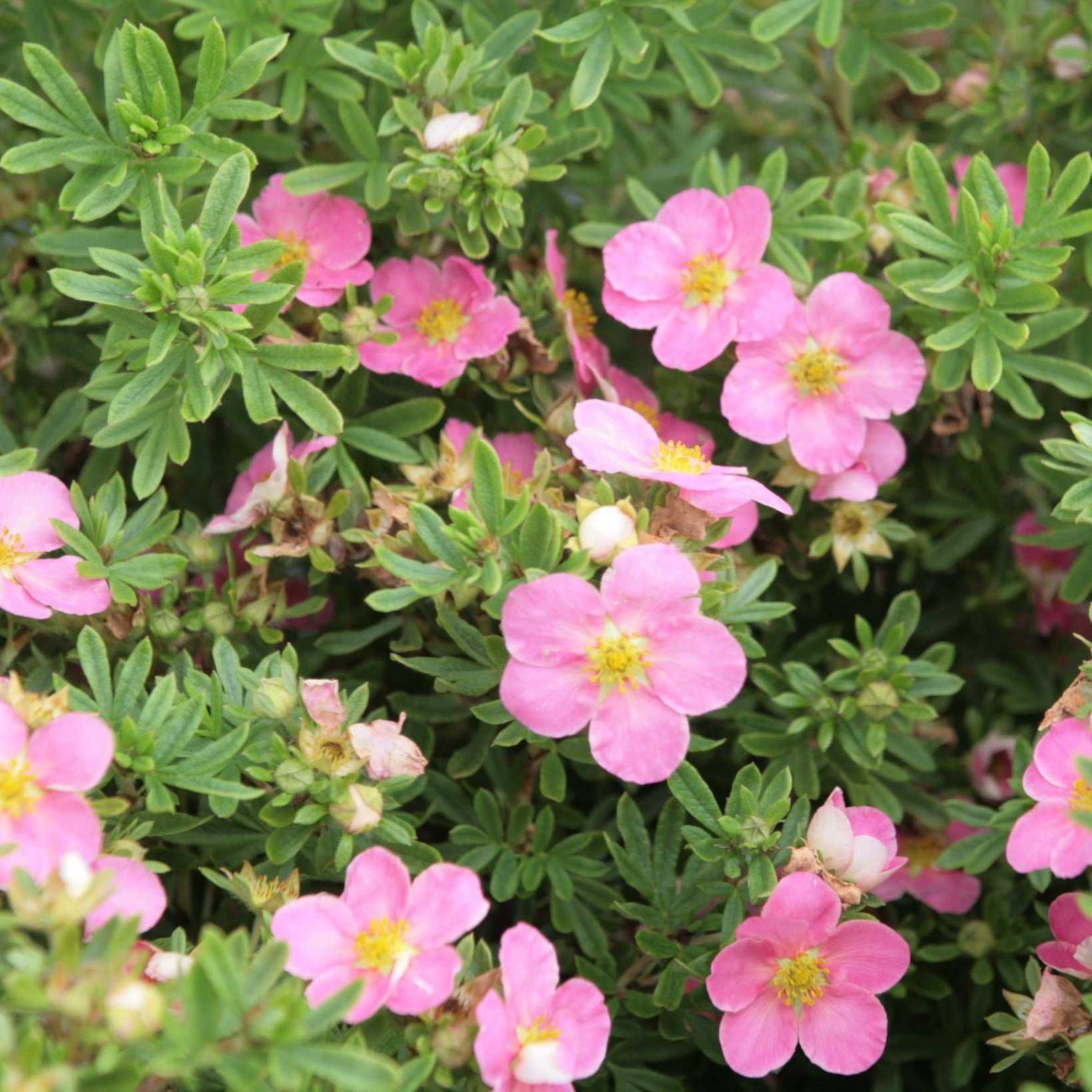 Лапчатка кустарниковая Лавли Пинк. Лапчатка кустарниковая Potentilla fruticosa Lovely Pink. Лапчатка кустарниковая Pink Queen. Лапчатка кустарниковая Пинк Квин.