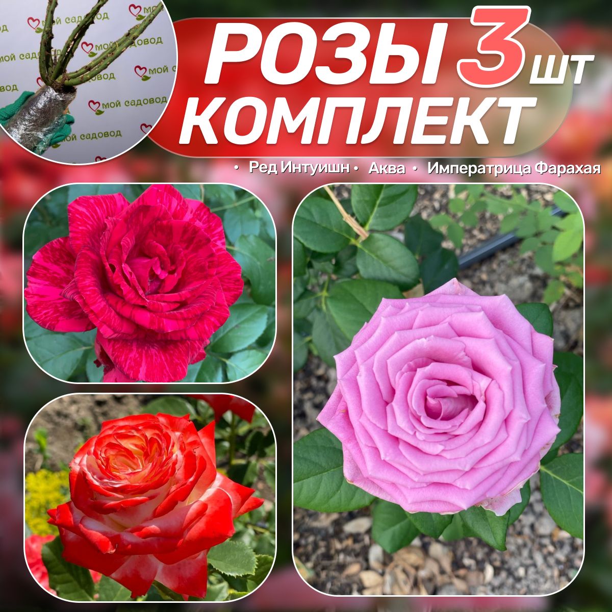 Цветы Многолетние Саженцы – купить в интернет-магазине OZON по низкой цене