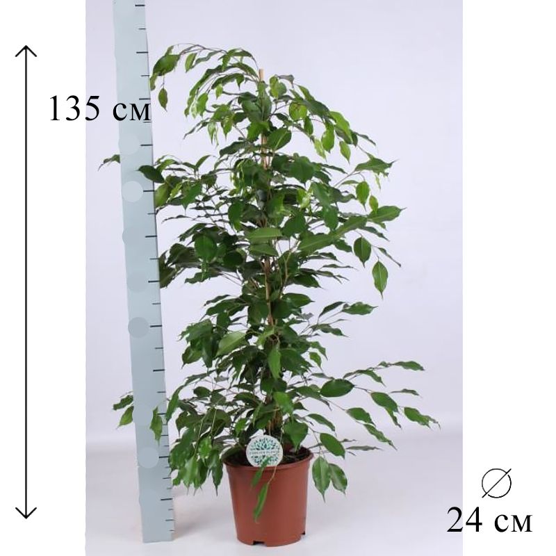 ФикусБенджаминаЭкзотикапирамида24/135