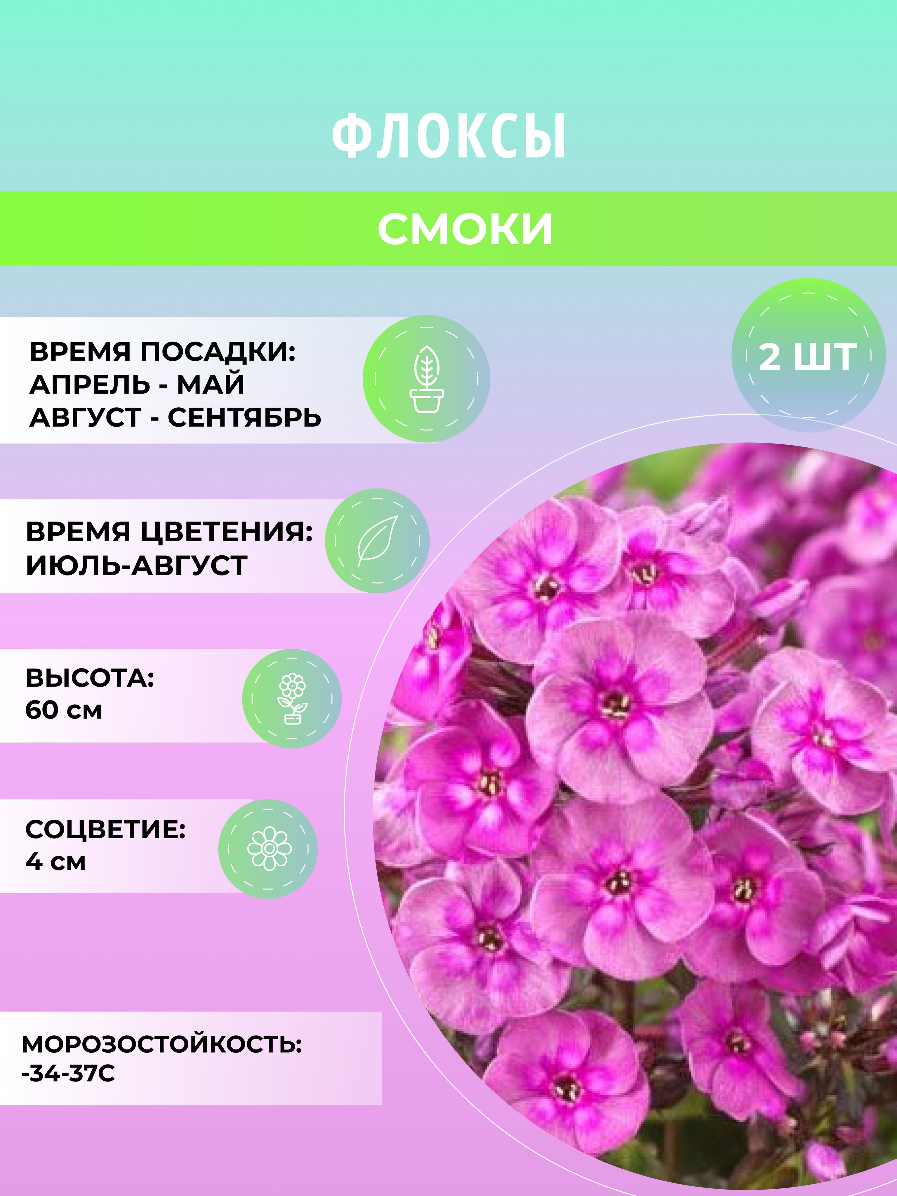 Флоксы характеристика