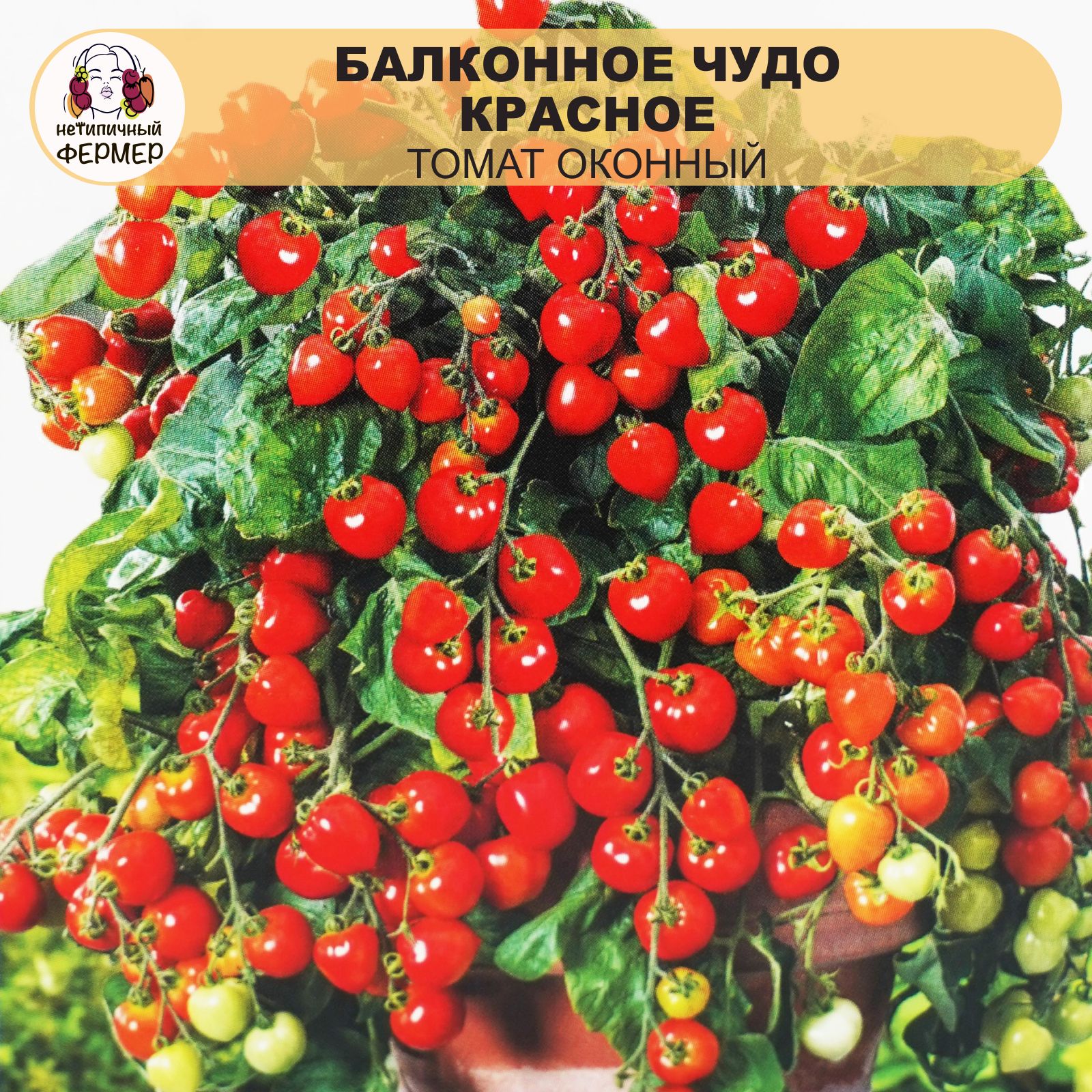 Балконное Чудо Помидоры Купить Семена В Москве