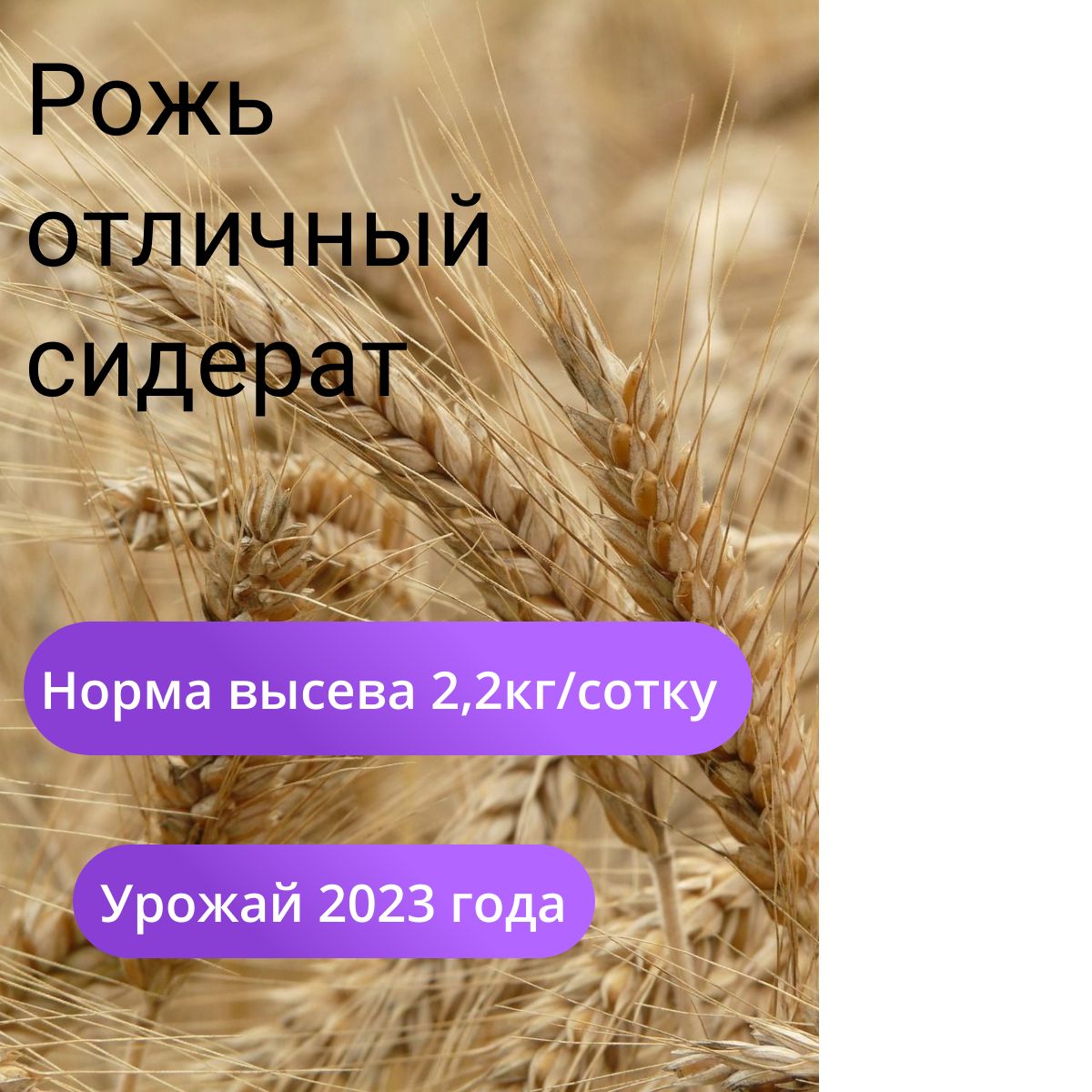 Купить Рожь В Оренбургской Области На Авито