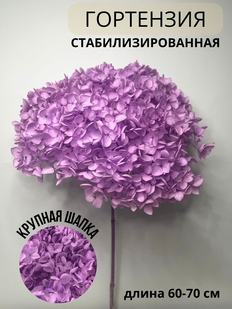 EVA florist Стабилизированные цветы Гортензия, 60 см, 100 гр, 1 шт