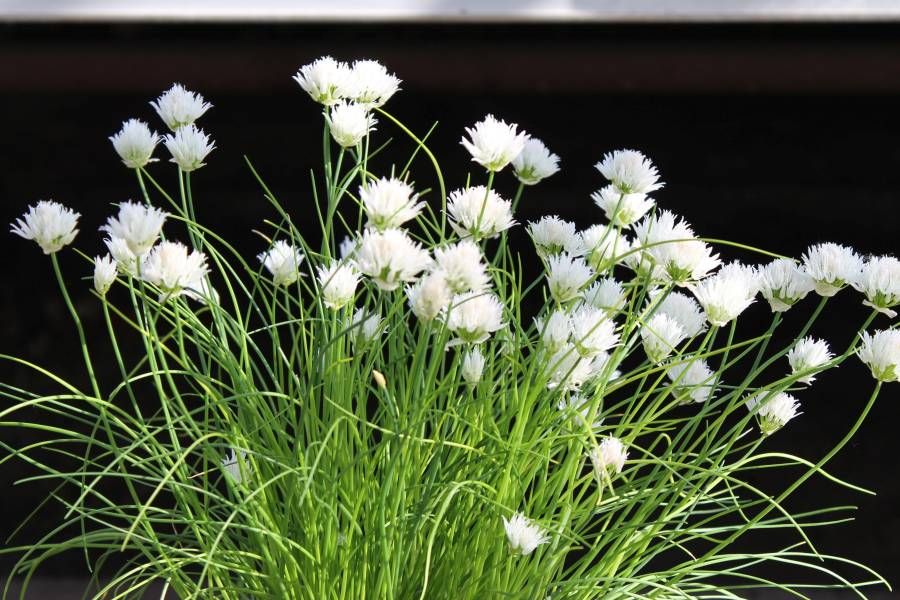 Small Allium Bulbs - Graceful Fall Flower Bulbs Eden Brothers Bulb flowers, Plan
