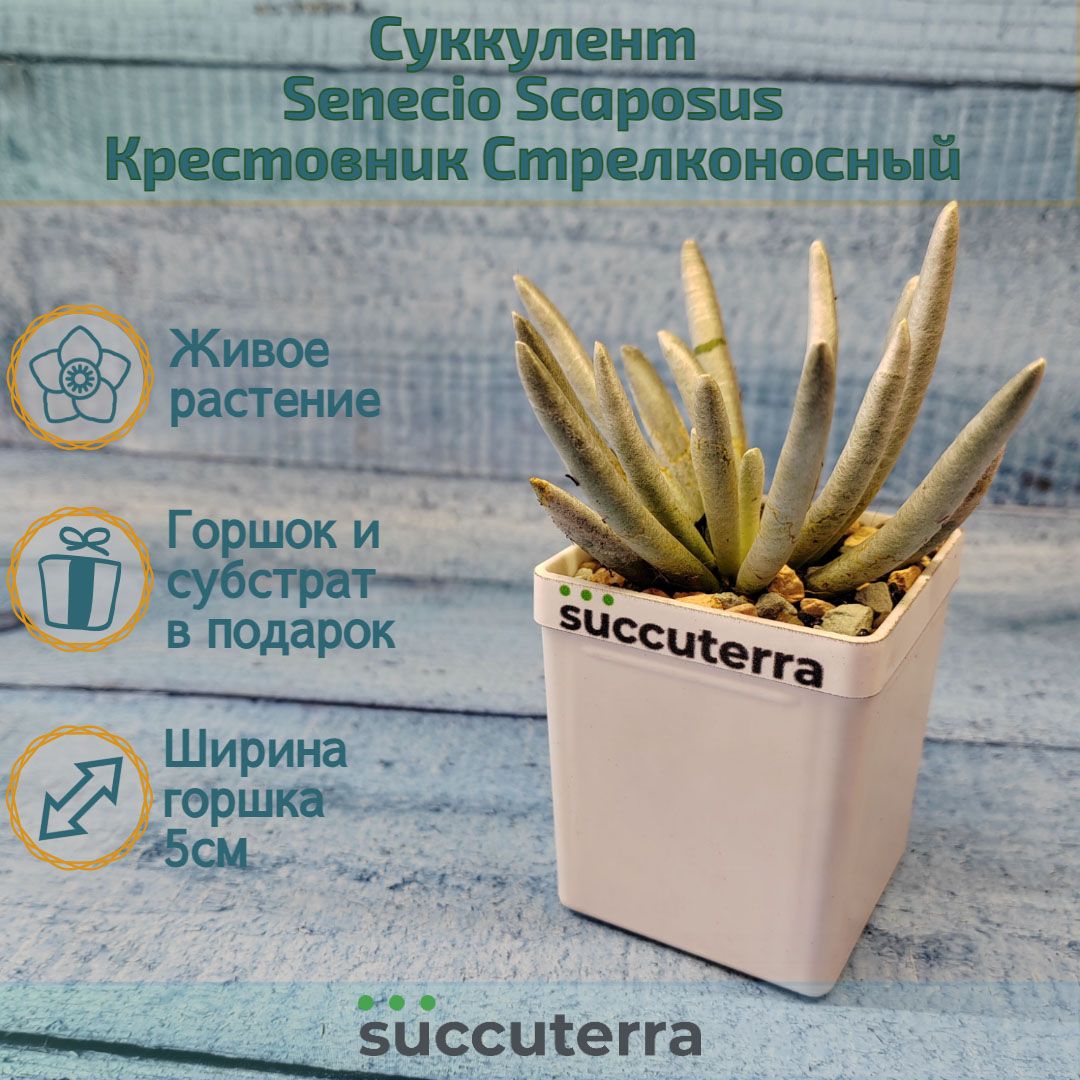 Суккулент Senecio Scaposus (Крестовник). Диаметр горшка 5 см. Субстрат Succuterra Classic и фирменный горшочек в комплекте.