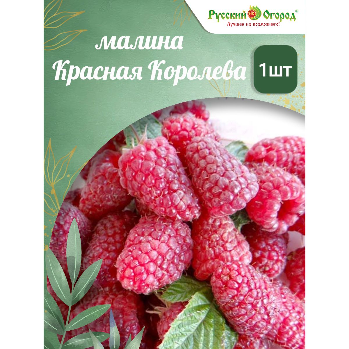 Сорт самой крупной и сладкой малины. Сорт самой крупной и сладкой малины. Малина ремонтантная сорта. Малина корпико. Малина ремонтантная зева.