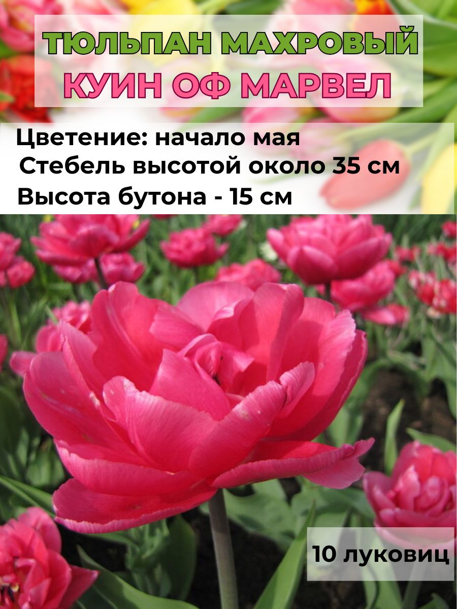 Квин Оф Марвел Тюльпан Фото