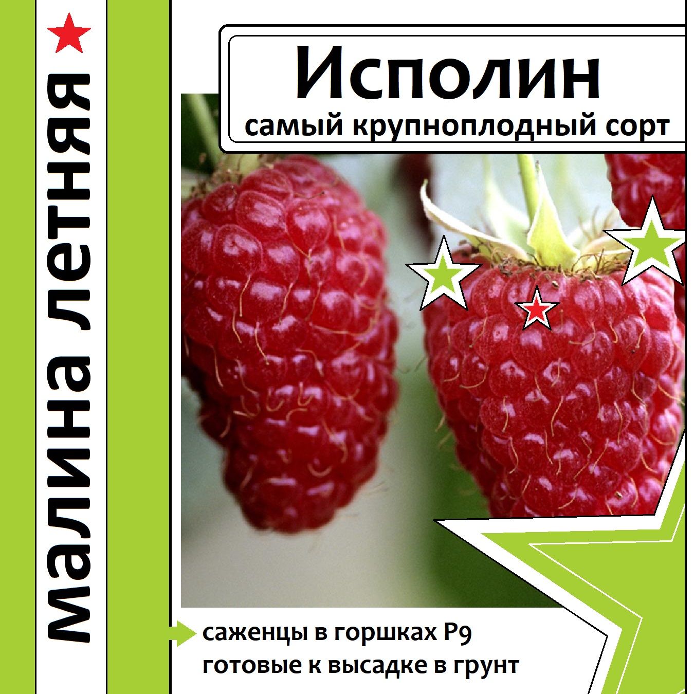Малина...