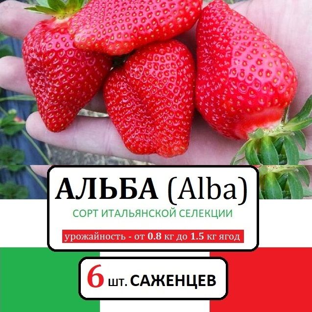 Саженцы крупноплодной Клубники сорт "АЛЬБА", 6шт. в горшках Р9