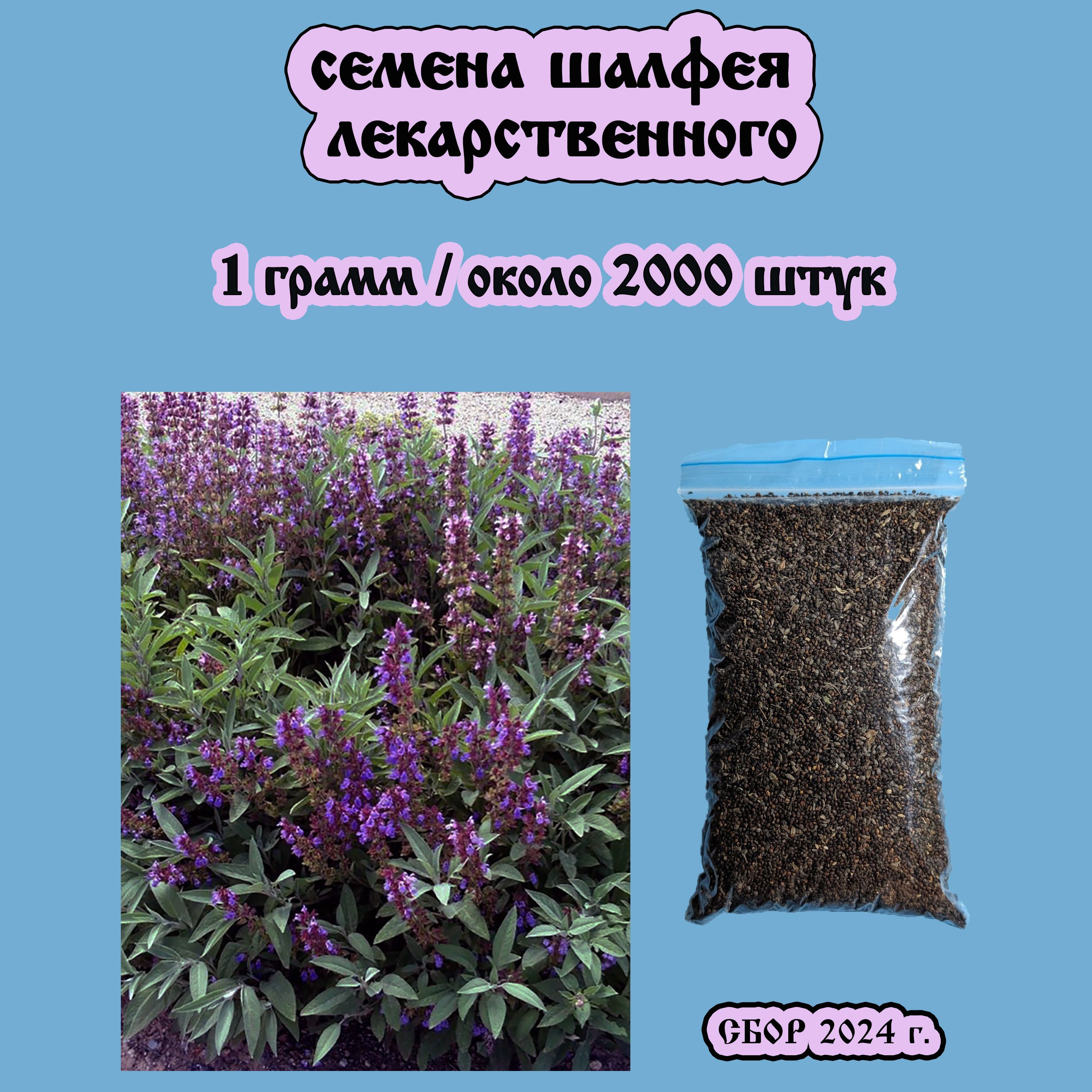 Семенашалфеялекарственного2000штук(1грамм)