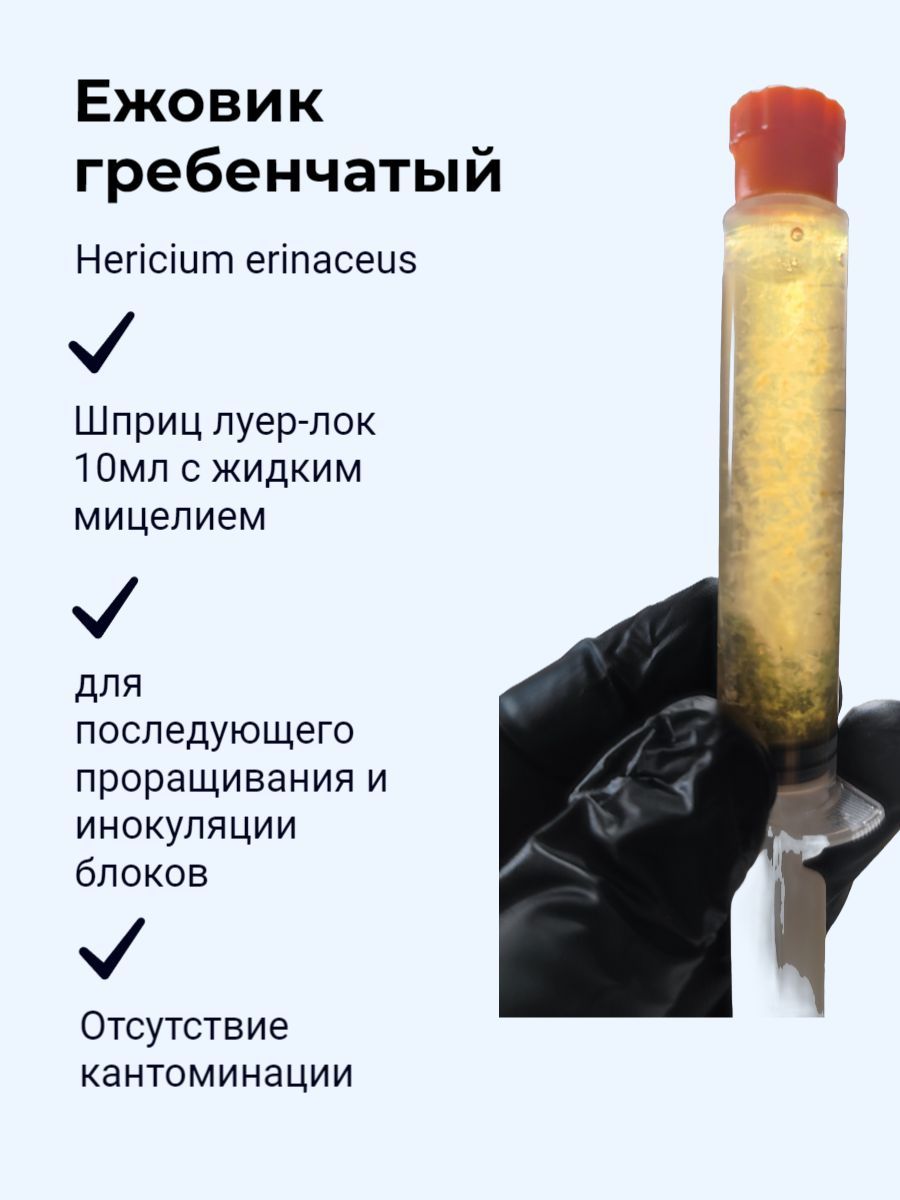 Жидкий мицелий гриба Ежовик гребенчатый 10 мл