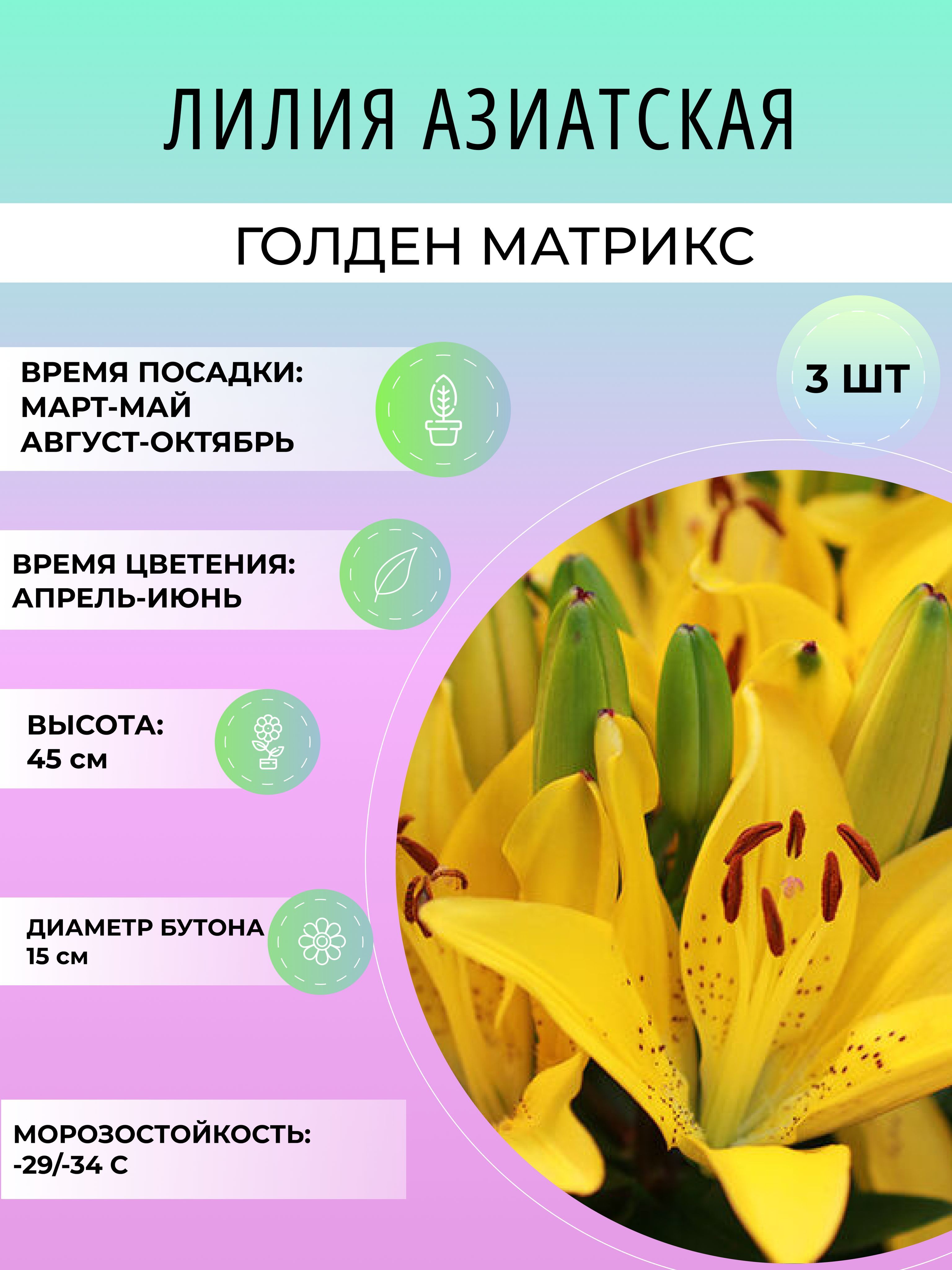 Голден матрикс