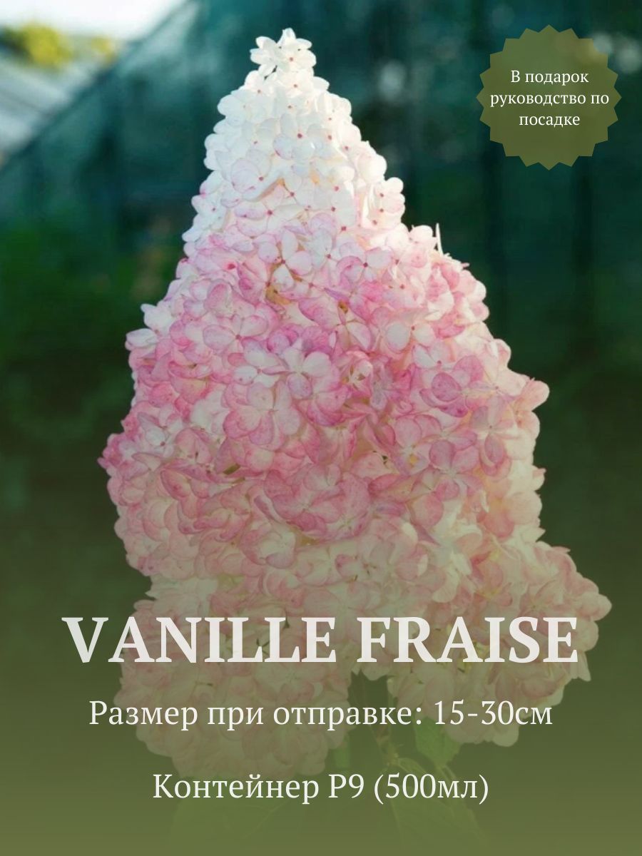 Гортензия метельчатая Ванилла Фрайз (Vanille Fraise) в стакане p9