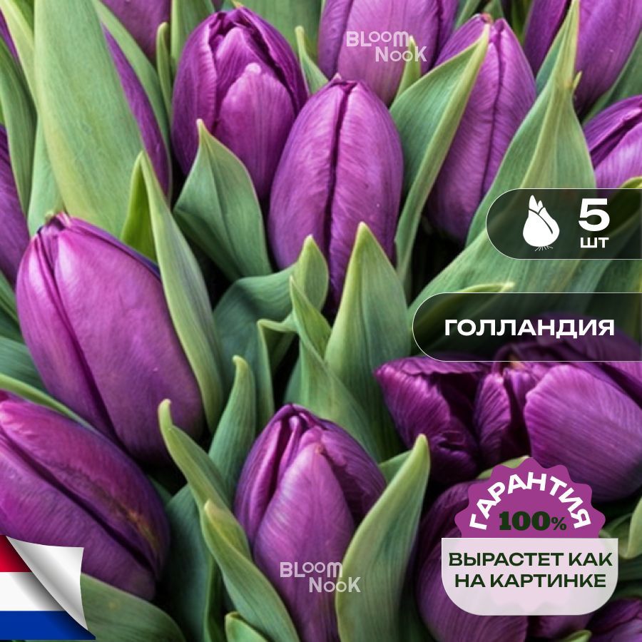 Тюльпаны луковицы многолетние Purple Flag 5шт.