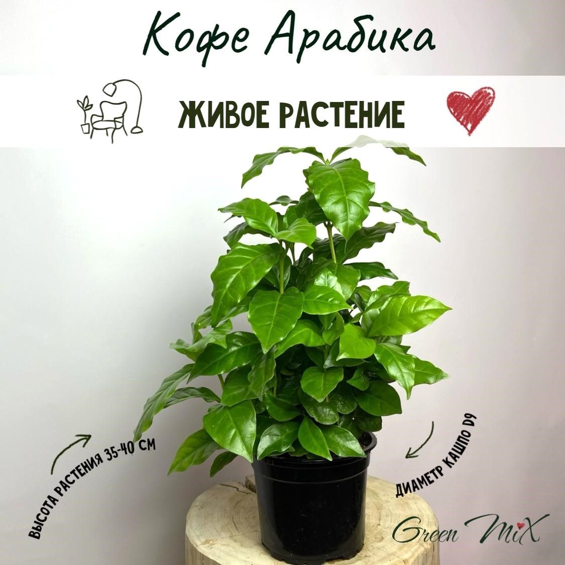 Кофе, цвет Арабика-Coffea Arabica 35-40см, 9 см, 8880003 шт