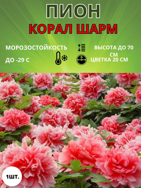 Клубни Пионы Russian Garden купить по выгодной цене в интернет-магазине ...