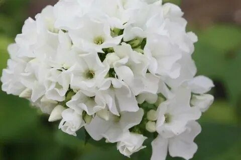Флокс метельчатый Тиара - купить с доставкой по выгодным ценам в ...