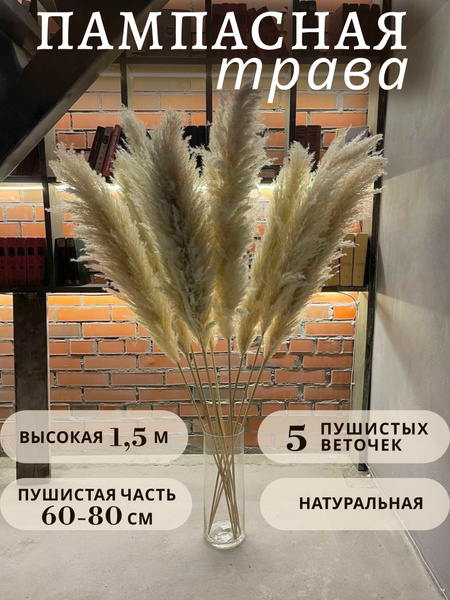 Сухоцветы Пампасная трава, Сухоцвет, 150 см, 200 гр, 5 шт купить по ...